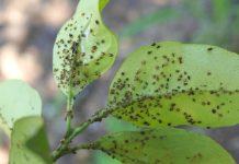 Trattamenti fitosanitari: tempo d’intervento fondamentale trattamenti fitosanitari