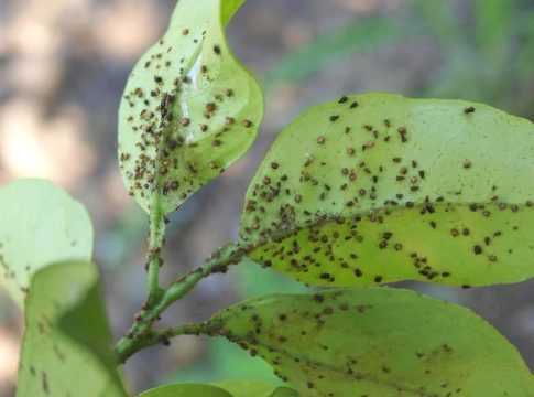 trattamenti fitosanitari