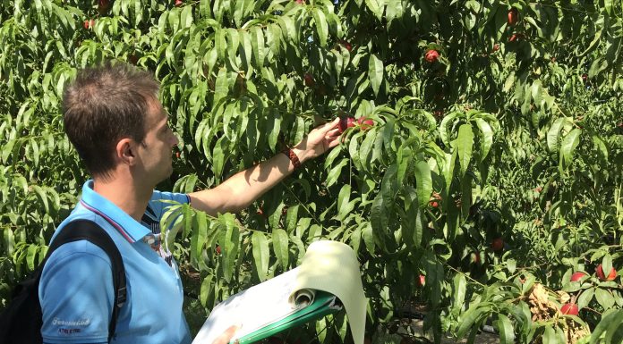 Pgra 2026, novità per Agricat e polizze semplificate assicurazioni