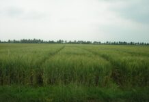 concimazione azotata