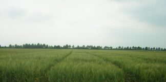 concimazione azotata