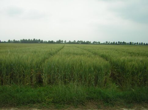 concimazione azotata