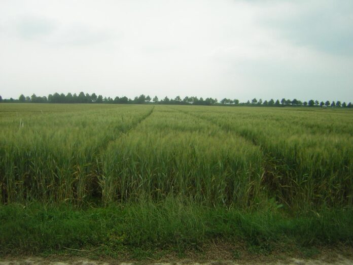 concimazione azotata