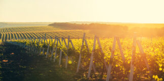 Moldavia, la nuova frontiera agricola dell’Europa Moldavia