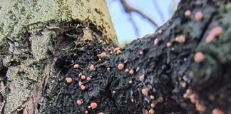 Pomacee, è tempo di potatura e sanitazione pomacee