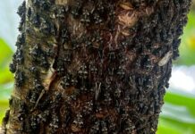 Fitofagi più pressanti grazie agli inverni miti fitofagi