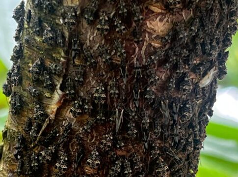 Fitofagi più pressanti grazie agli inverni miti fitofagi