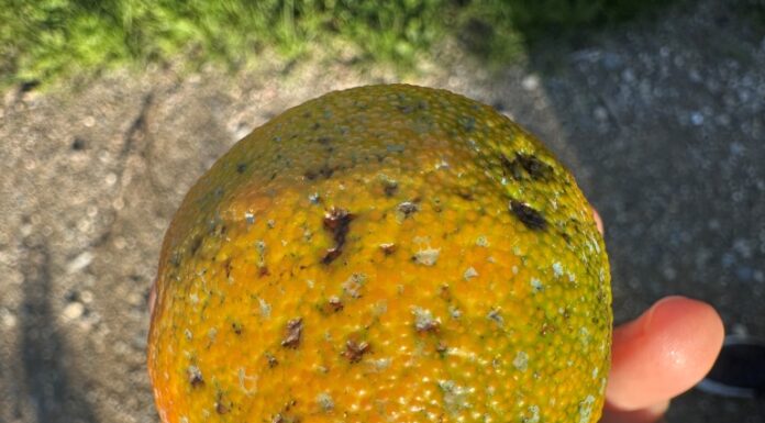 Macchie nere sugli agrumi: attenzione all’uso del rame macchie nere agrumi