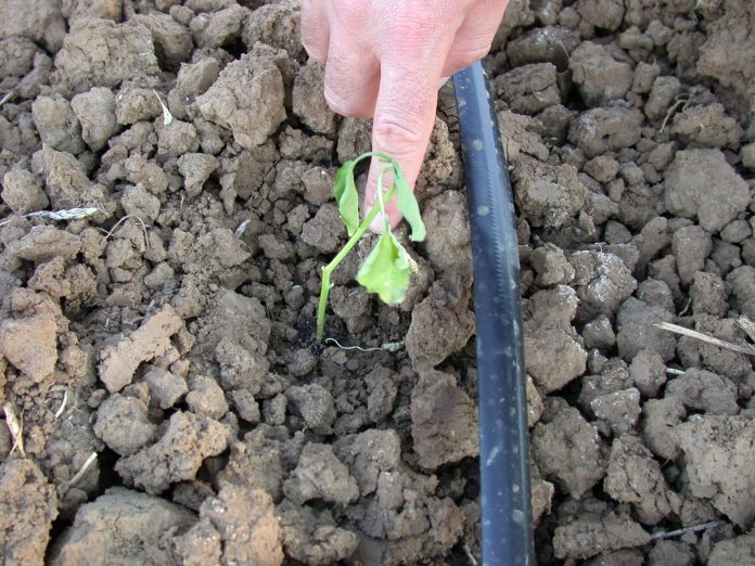 consulenza fitosanitaria