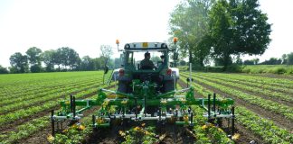 pomodoro da industria