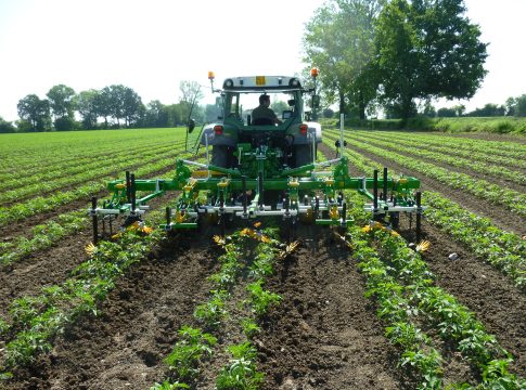Pomodoro da industria, macchine efficaci contro le infestanti pomodoro da industria
