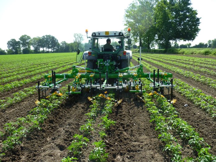 pomodoro da industria