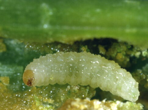 Mosca della cipolla: a far danno è la larva mosca della cipolla