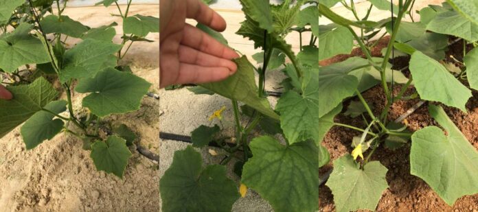 1_su cetriolo applicazioni di zeoliti zeoliti