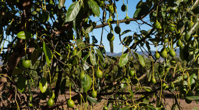 Otto idee per diversificare la produzione diversificare