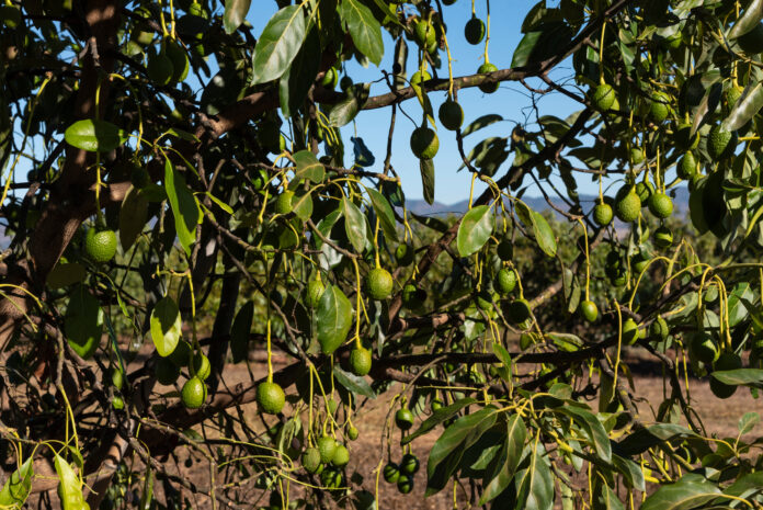 Avocado orchard, avocadoes riping on big avocado tree diversificare