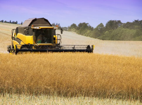 Colza, prospettive positive nel medio termine colza