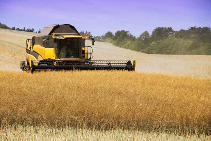 Combine harvester working on harvest of rapeseed field. Work on agricultural land during the summer. colza