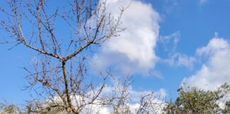 xylella fastidiosa fastidiosa