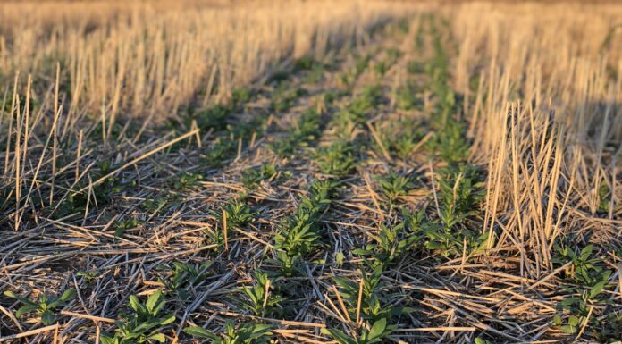 agricoltura rigenerativa