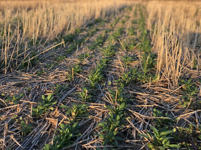 agricoltura rigenerativa