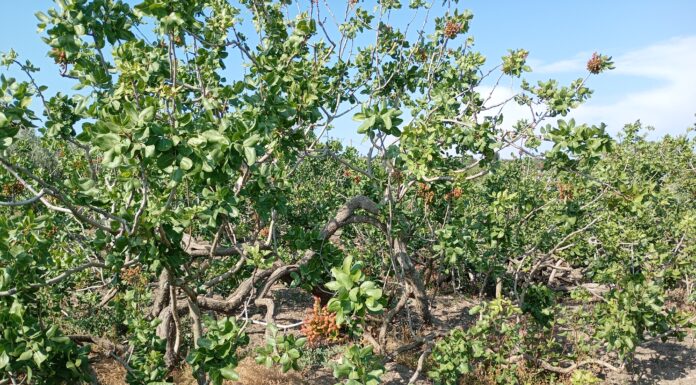 Pistacchio, con la qualità certificata il conto economico torna pistacchio