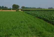 Verso una foraggicoltura più efficiente e redditizia foraggicoltura