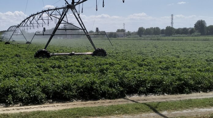 Pomodoro da industria, la filiera chiede innovazione contro il climate change