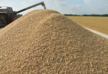 Riso: tiene la superficie, salgono Arborio e Carnaroli sondaggio riso