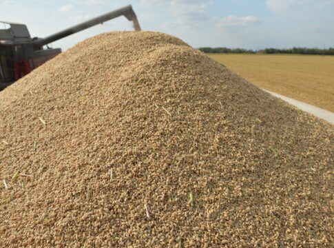 Riso: tiene la superficie, salgono Arborio e Carnaroli sondaggio riso