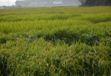 Riso e Tea, pronti a partire per i test 2026 riso