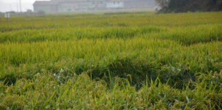 Riso e Tea, pronti a partire per i test 2026 riso