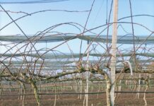 Dormex 2026 autorizzato in deroga su actinidia dormex