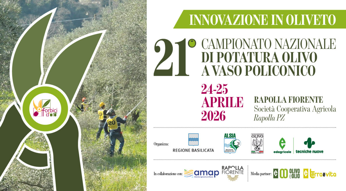 An image representing Innovazione in Oliveto e 21° Campionato nazionale di potatura a vaso policonico