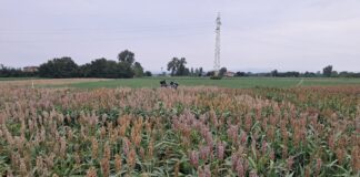 Sorgo bianco da granella, coltura anti climate change sorgo bianco
