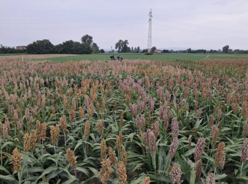 sorgo bianco