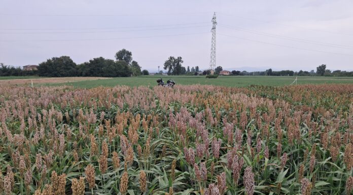Sorgo bianco da granella, coltura anti climate change sorgo bianco