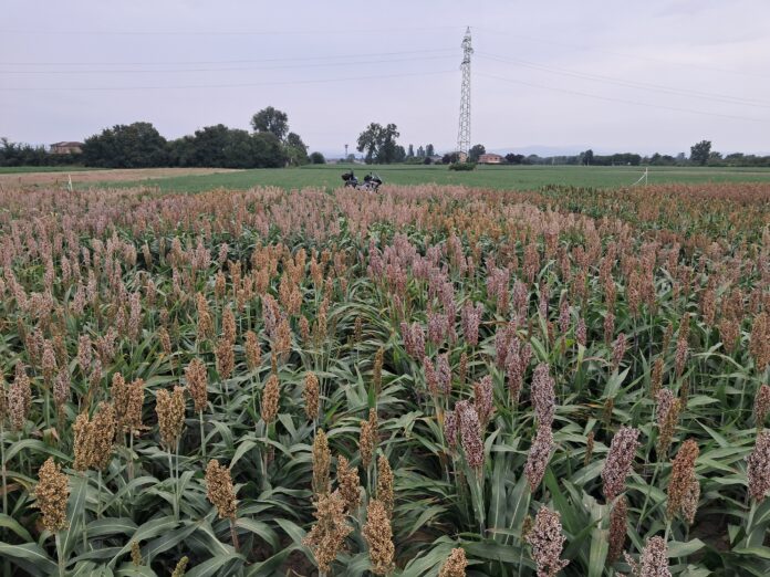 Aloia_sorgo_apertura sorgo bianco
