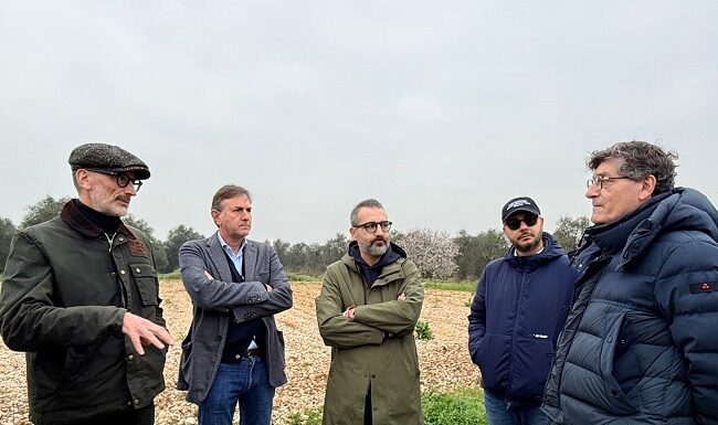 xylella fastidiosa fastidiosa