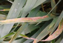 septoriosi del frumento