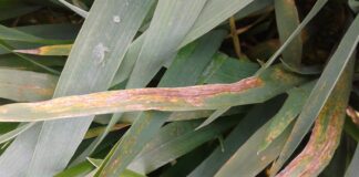 septoriosi del frumento