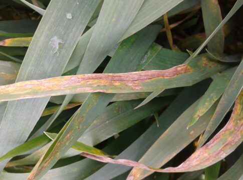 septoriosi del frumento