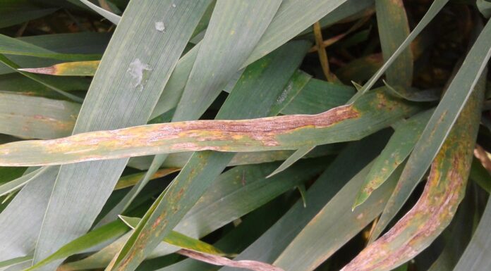 septoriosi del frumento