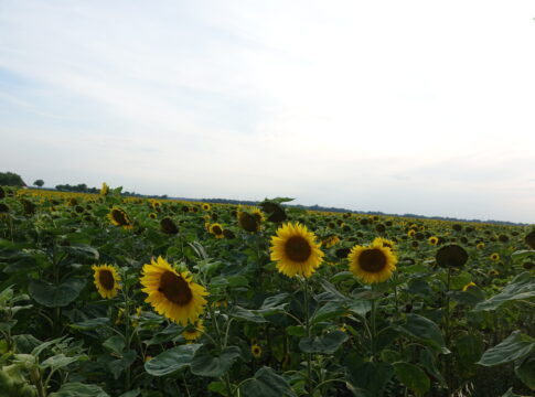 Girasole, una coltura dalle tante potenzialità