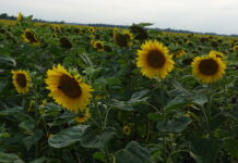 girasole