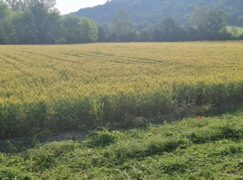 Grano tenero, in Piemonte la filiera funziona grano tenero