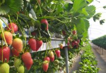 Fragola: lotta biologica ai fitofagi chiave in coltura protetta fragola