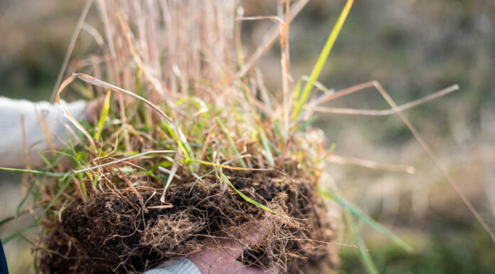 Crediti di carbonio, regole europee in rampa di lancio crediti di carbonio