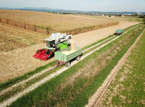 Mais: ricerca e innovazione per rilanciarlo mais