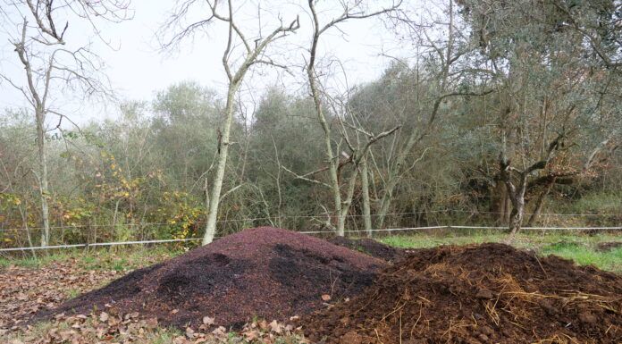 bioeconomia circolare